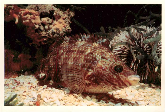 Fische Labrus merula 38