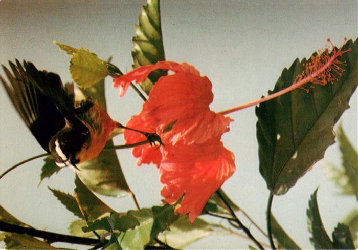 Blumen Flowers Fleurs Sucrier Martinique