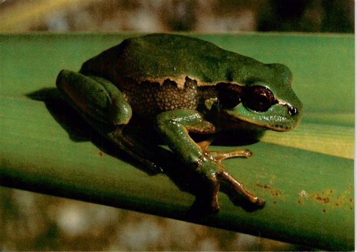 Froesche Rainette verte