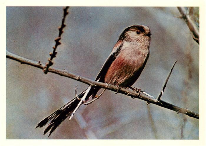 Voegel Birds Oiseaux Paridae 13cm