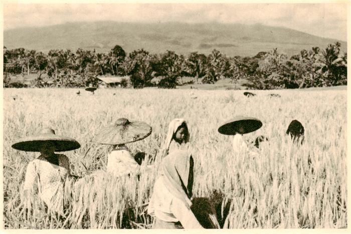 Indonesia Indonesien  Printed and Published by Kolff  Landwirtschaft