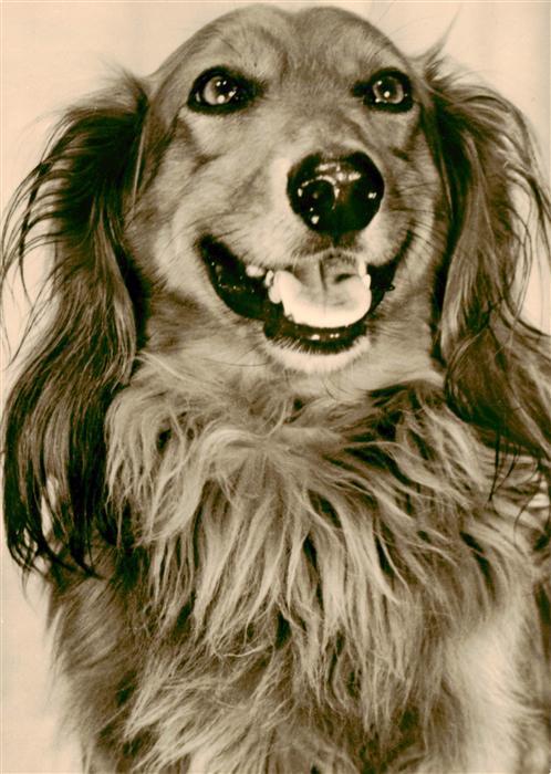 Dackel Dachshund Teckel Hunde dogs Chiens Cani Langhaardackel Foto Minden-Able