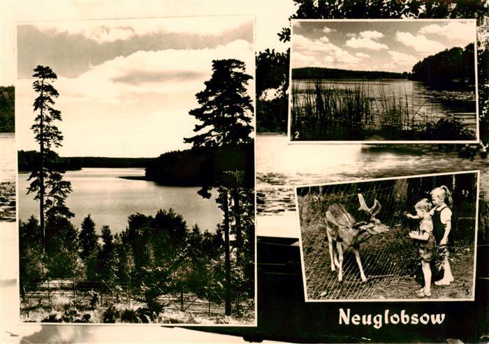 Neuglobsow Stechlin Nemitz See Dagow See Damhirsch Bambi im Wildgehege