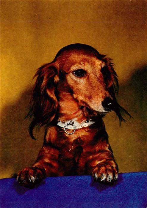 Dackel Dachshund Teckel Hunde dogs Chiens Cani Dackel