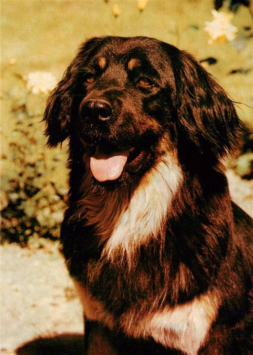 Hunde dogs chiens Hovawart