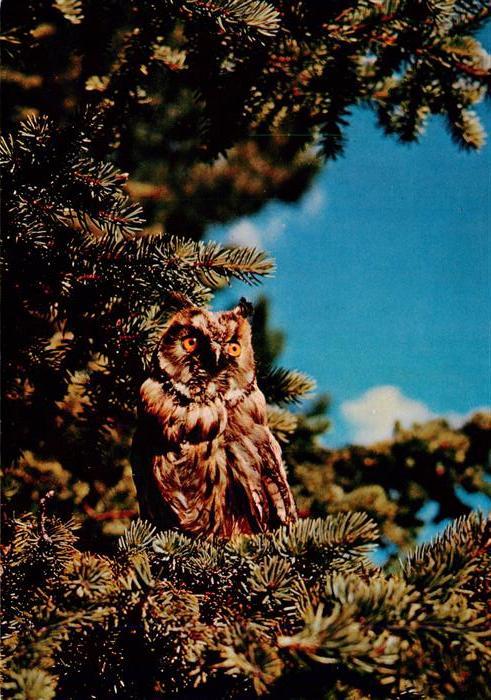 Eulen Owl Hibou Chouettes-- Waldohreule