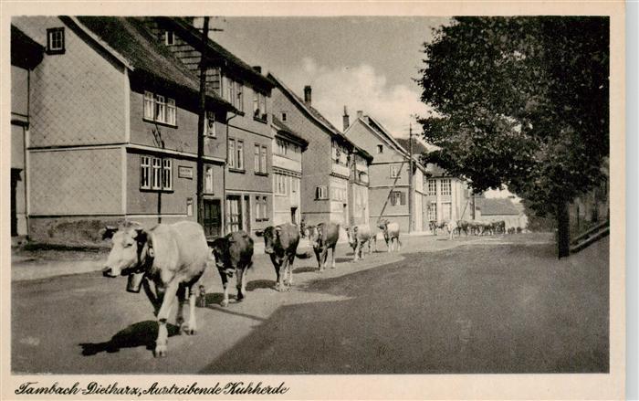Tambach-Dietharz Austreibende Kuhherde