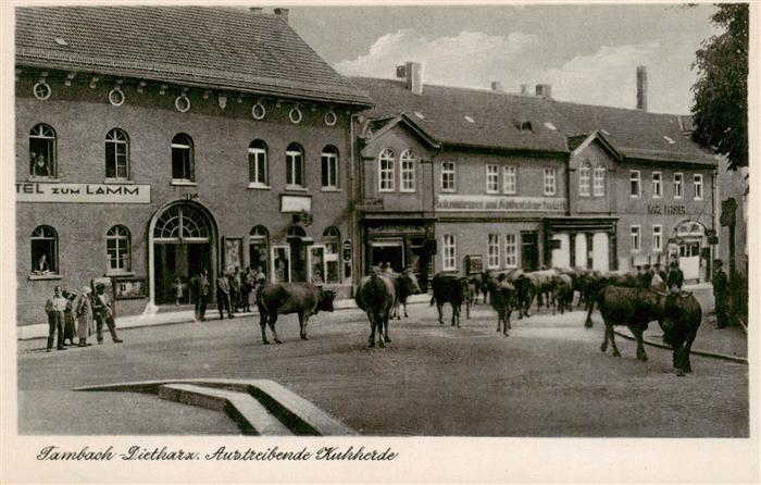 Tambach-Dietharz Austreibende Kuhherde