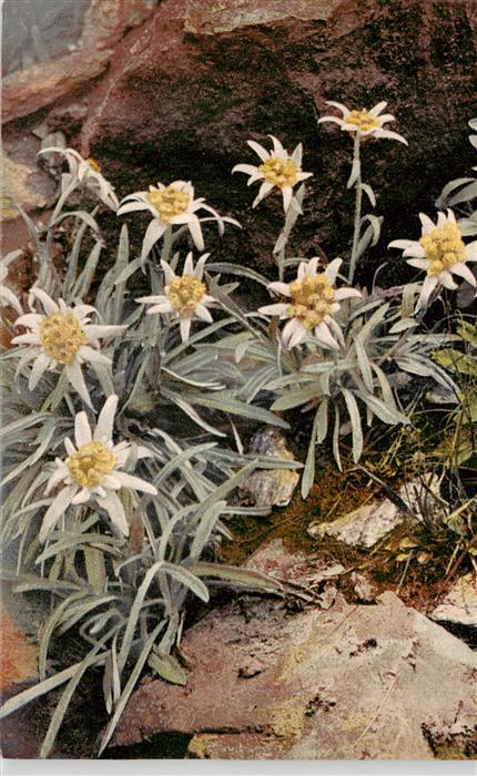 Verlag Photochromie Nr. Nr. 1158 serie 545 Leontopodium alpinum