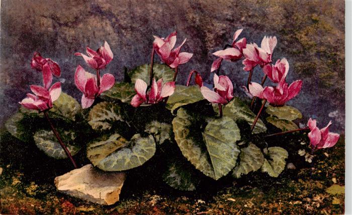 Verlag Photochromie Nr. Nr.1191 Serie 545 Cyclamen europaeum
