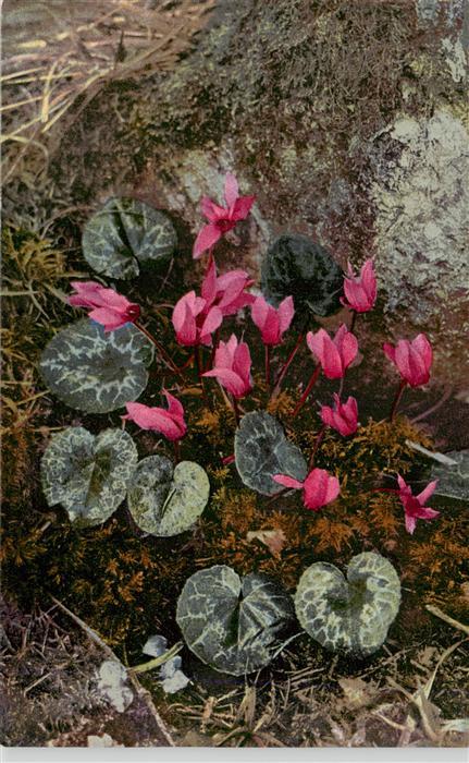 Verlag Photochromie Nr. Nr. 785 Serie 508 Cyclamen europaeum