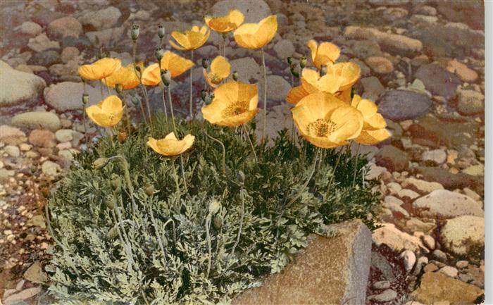 Verlag Photochromie Nr. Nr. 759 Serie 506 Papaver alpinum var. pyrenaicum