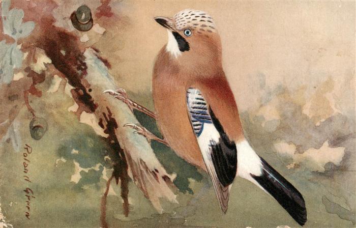 Voegel Birds Oiseaux R.S. Der Haeher Jay