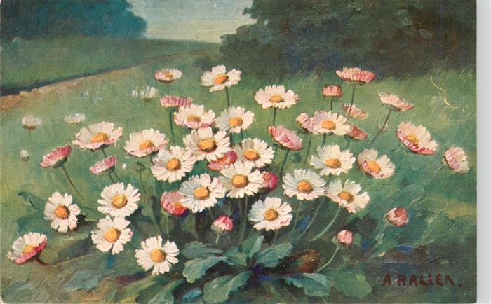 Haller Anna Evilard