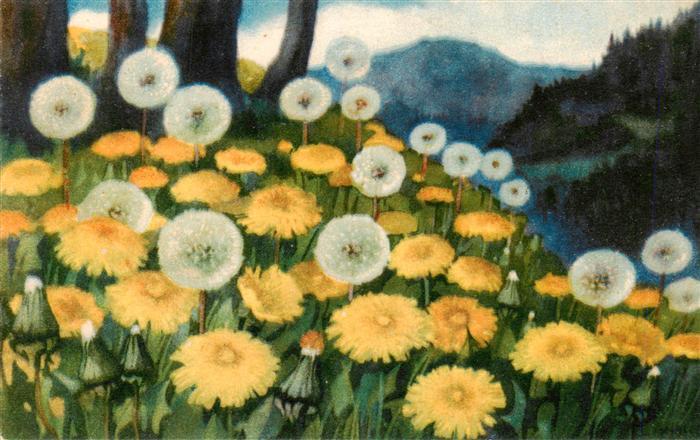 Haller Anna Nr. 345 Loewenzahn Pusteblume