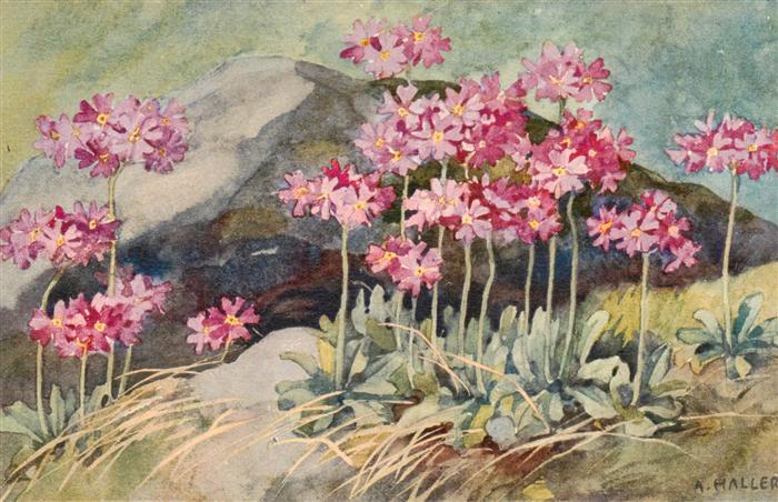 Haller Anna Nr. 311 Blumen