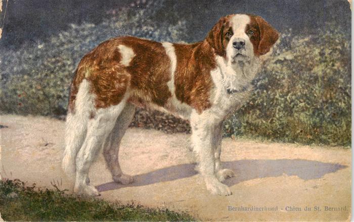 Bernhardiner Hund Dog Chien Chieu du St. Bernard