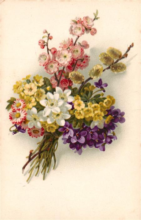 Verlag Meissner und Buch Blumen