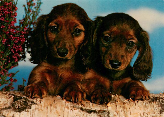 Dackel Dachshund Teckel Hunde dogs Chiens Cani Hunde