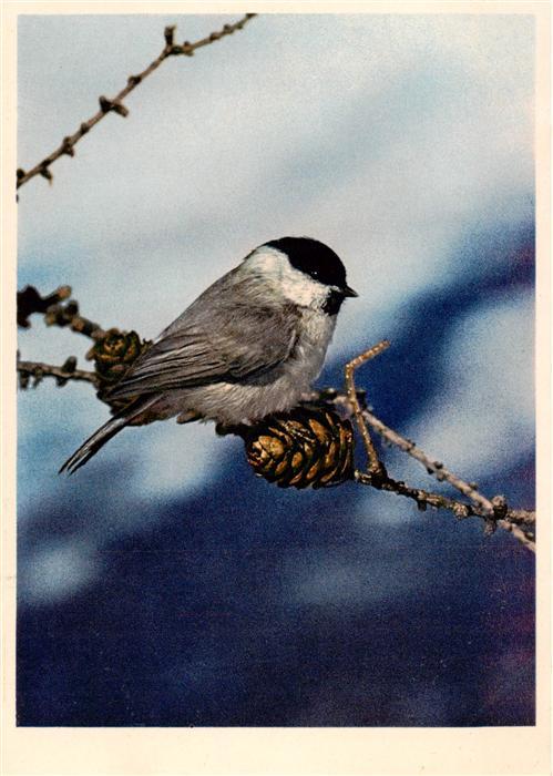 Voegel Birds Oiseaux Alpenmeise