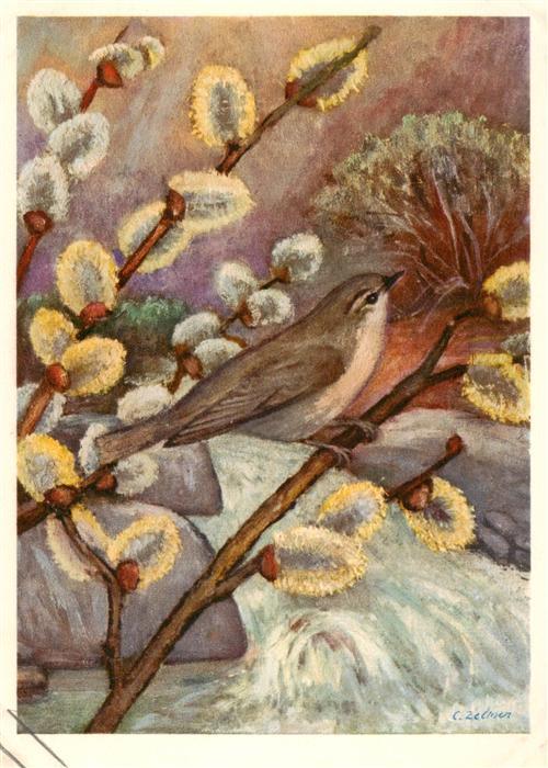 Zeltner C. Nr. 454 Weidenlaubvogel