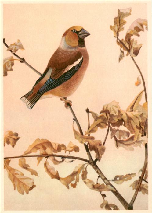 Voegel Birds Oiseaux Kernbeisser