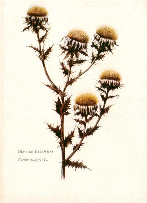 Verlag Bruckmann Nr. Gemeine Eberwurz Carlina vulgaris L.