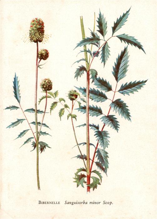Verlag Bruckmann Nr. Nr. 2 Bibernelle Sanguisorba minor Scop