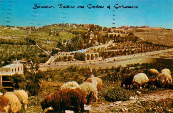Jerusalem  Yerushalayim Israel Basilica and Gardens of Gethsemane