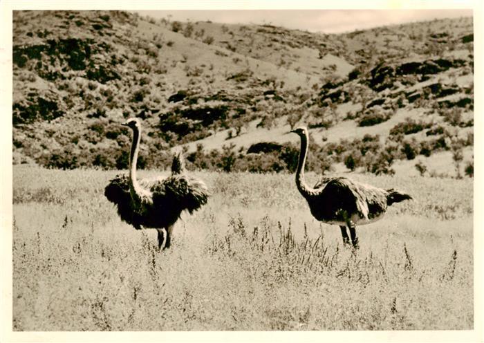 Namibia Strausse im Buschfeld