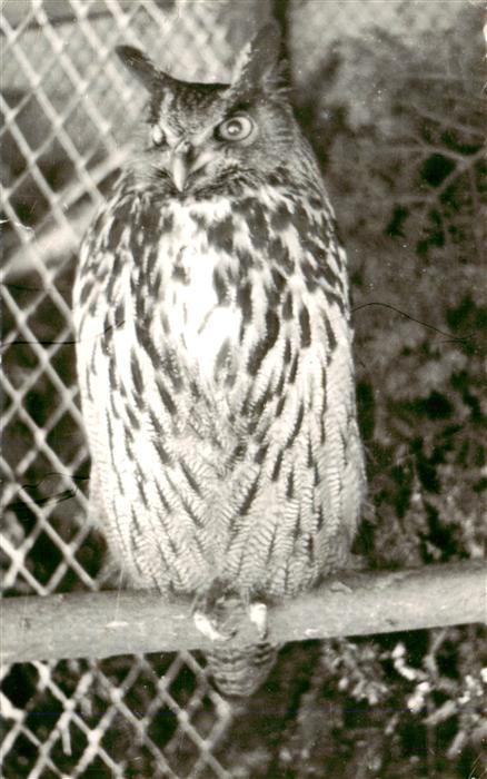 Eulen Owl Hibou Chouettes-- Eule