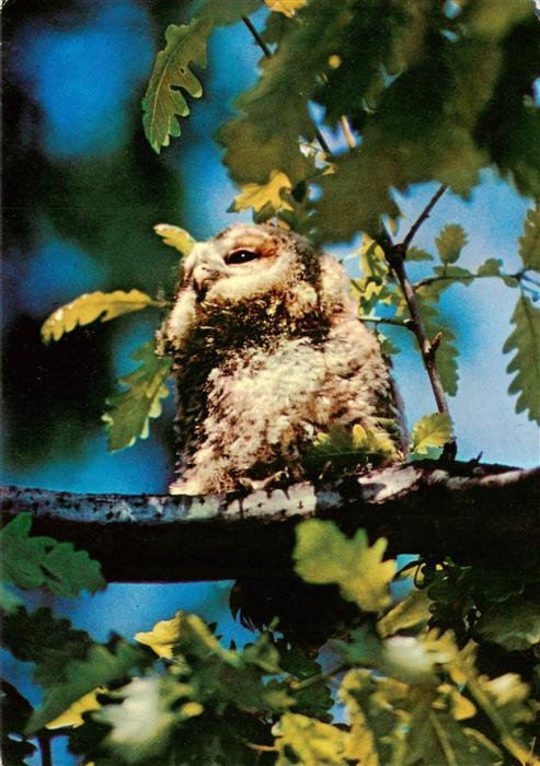 Eulen Owl Hibou Chouettes-- Eule