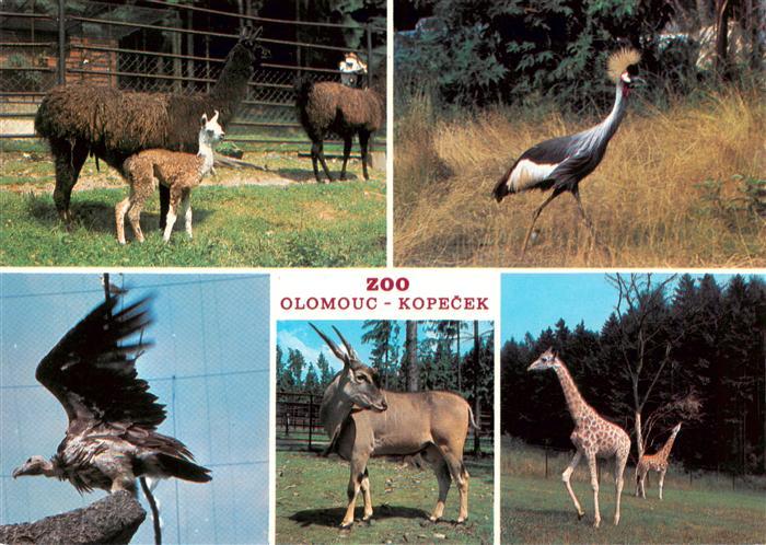 Zoo Gardin Zoologique-- Olomouc Kopecek
