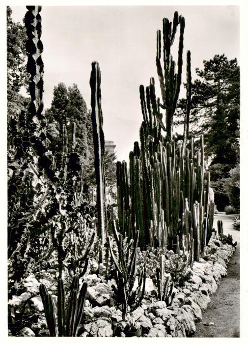 Kakteen Botanischer Garten Universitaet Zuerich