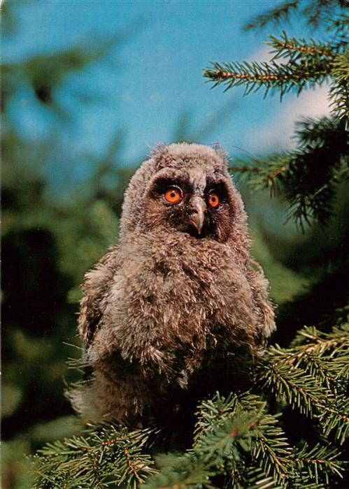 Eulen Owl Hibou Chouettes-- Eule