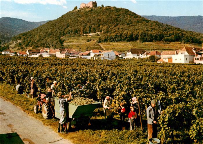 Neustadt Haardt Weinstrasse Weinlese mit Hambacher Schloss