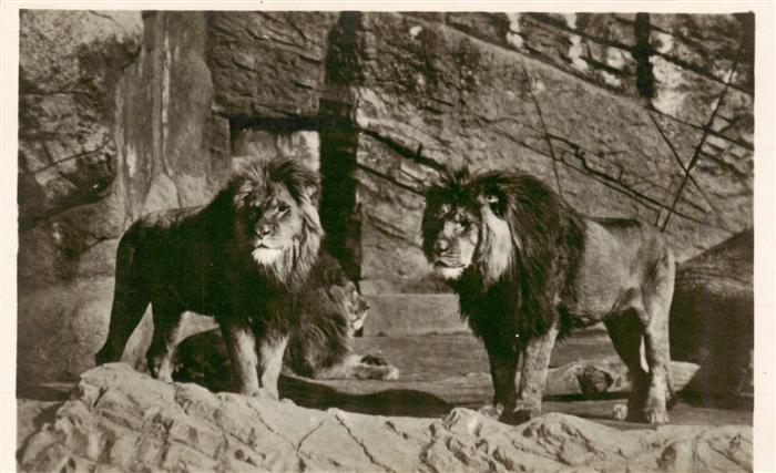 Zoo Gardin Zoologique-- Carl Hagenbecks Tierpark Hamburg-Stellingen Berberloewen