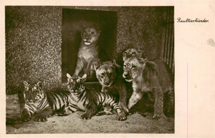 Zoo Gardin Zoologique-- Stadt Halle Raubtierkinder