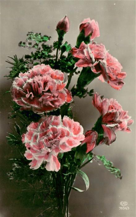 Foto EAS Nr. Nr. 7654/3 Nelken Blumen