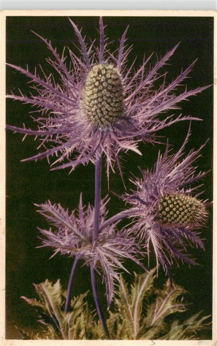 Pflanzen Alpen-Manns Streu Blaudistel