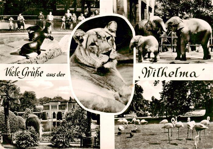 Zoo Gardin Zoologique-- Wilhelma Stuttgart Bad Cannstat Loewe Elefant Flamingo