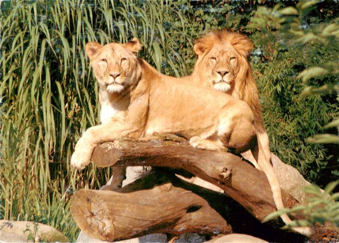 Zoo Gardin Zoologique-- Karlsruhe Loewen
