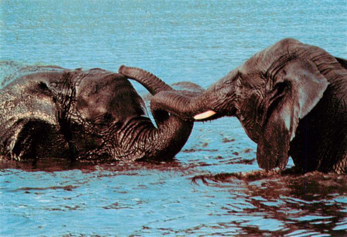 Elefant Serengeti Park