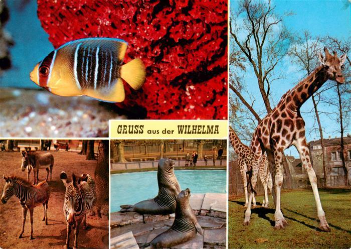 Zoo Gardin Zoologique-- Wilhelma Fisch Giraffe Zebras