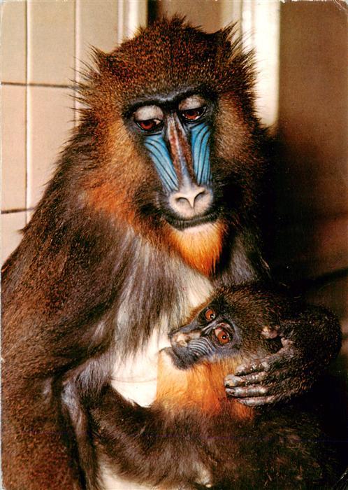 Zoo Gardin Zoologique-- Berlin Mandrills