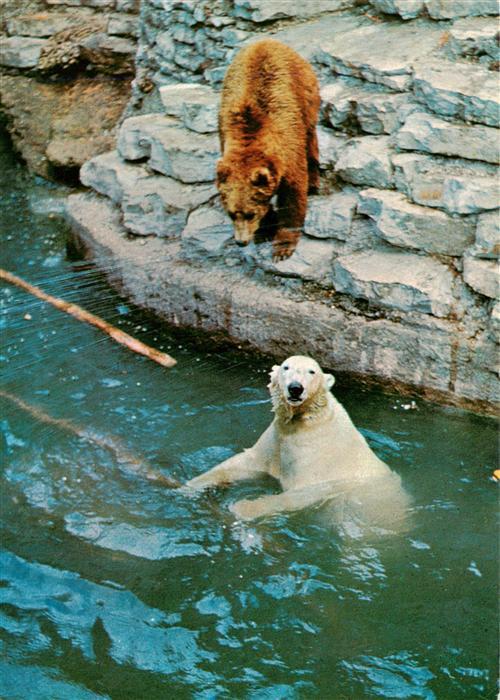 Eisbaer Icebear Ours Polaire Eisbaer Braunbaer Hellbrunn