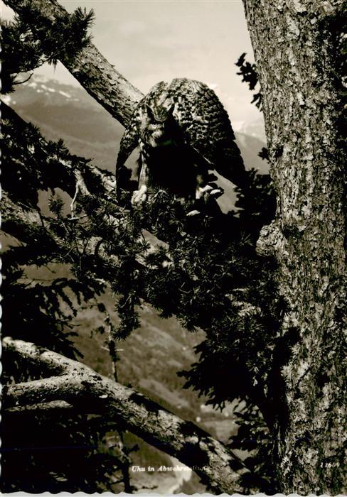 Eulen Owl Hibou Chouettes-- Uhu Baum