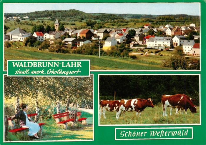 Waldbrunn Westerwald Panorama Park Rinderherde