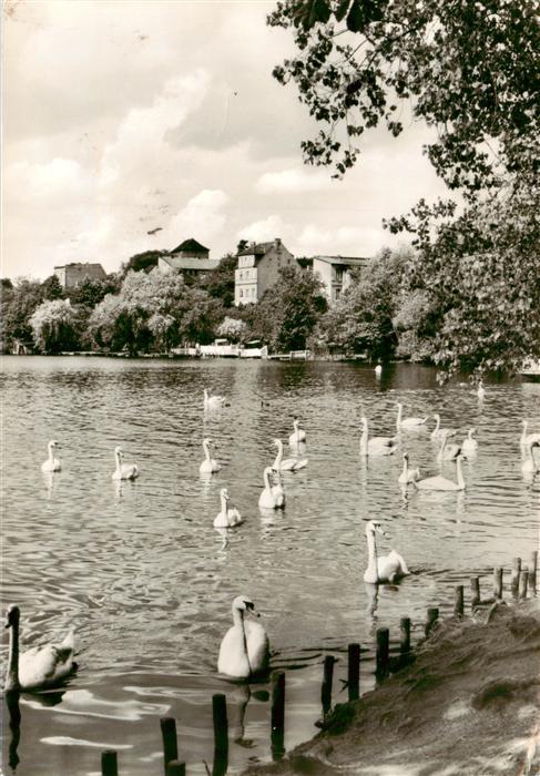 Strausberg Brandenburg Partie am Straussee Schwaene