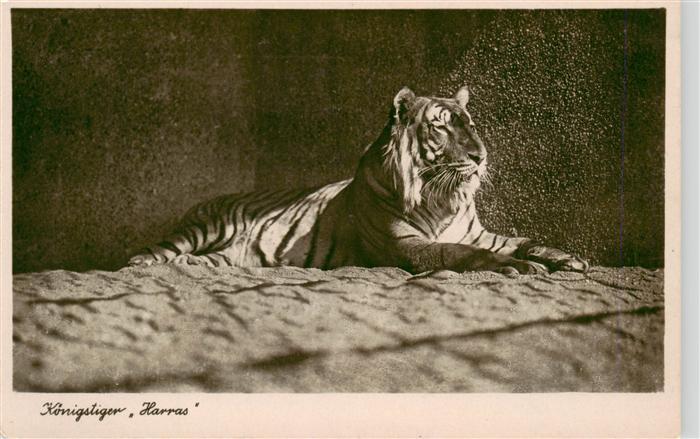 Zoo Gardin Zoologique-- Koenigstieger Harras Halle